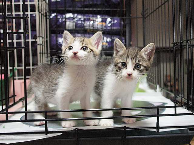 支援物資のお願い!!