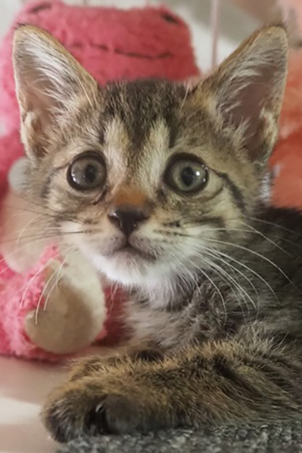 ちび猫ケア基金