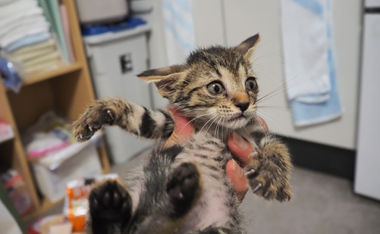 ちび猫ケア基金