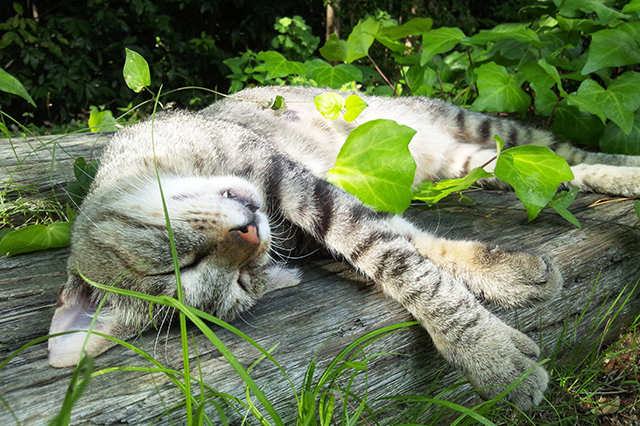 マンスリーサポーター