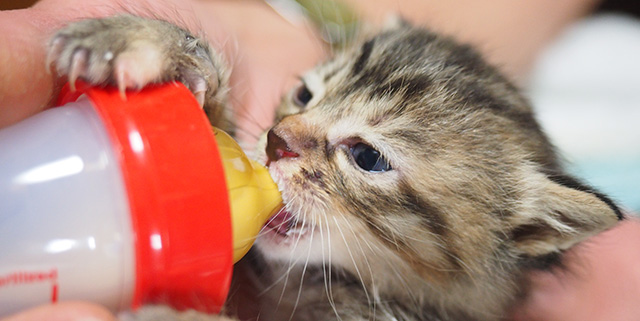 ちび猫ケア基金