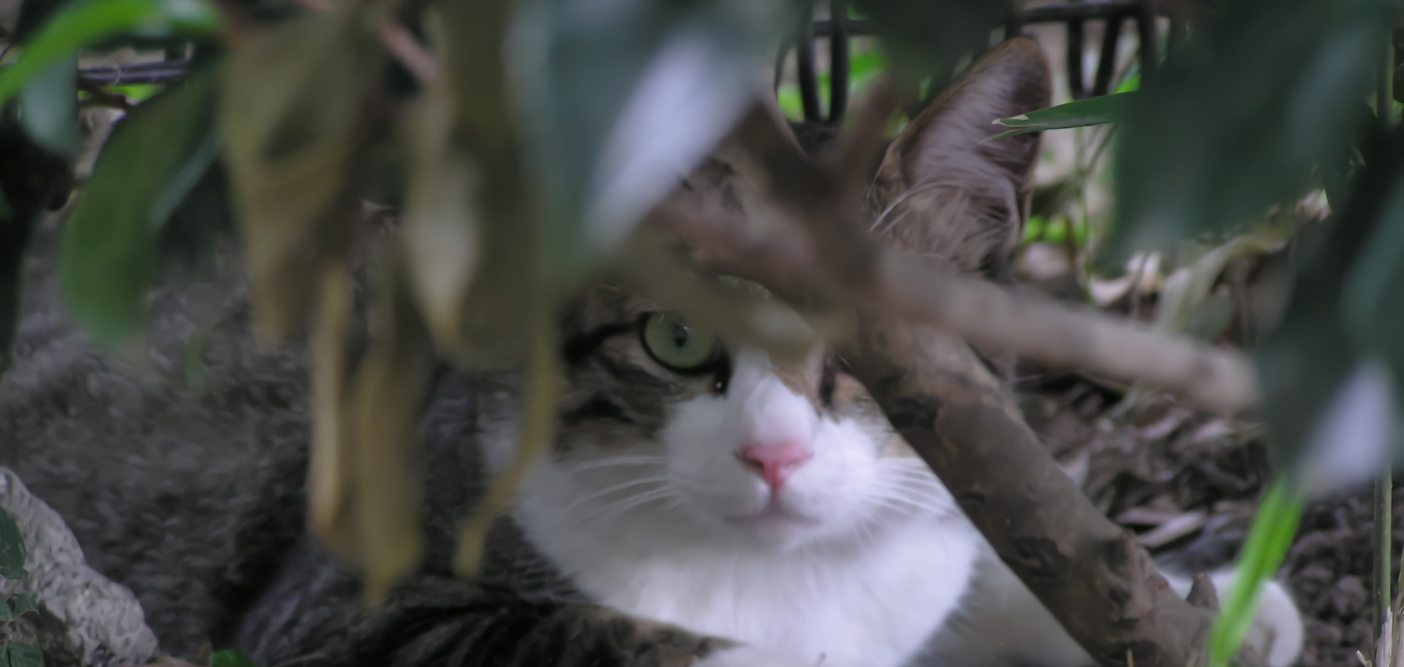 NPO法人京都どうぶつあいごの会