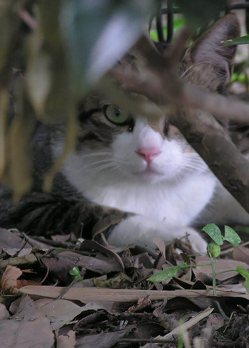 NPO法人京都どうぶつあいごの会
