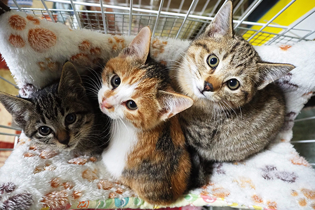 緊急支援のお願い